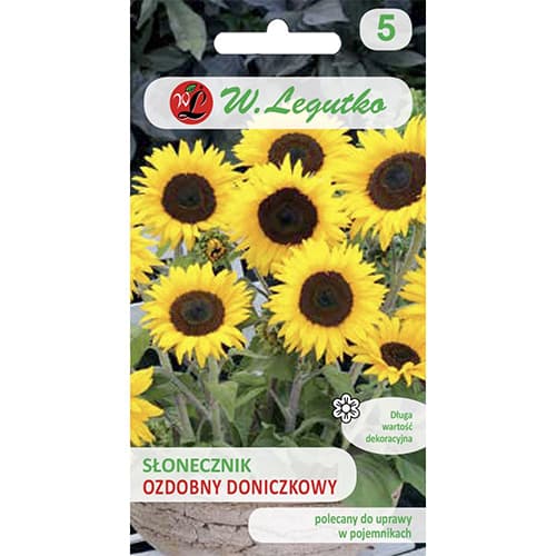 Slnečnica okrasná v kvetináči Polino Cola obrázok 1 artikel 69627