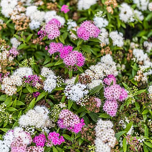 Spiraea japonica Genpei, С2 obrázok 1 artikel 8267