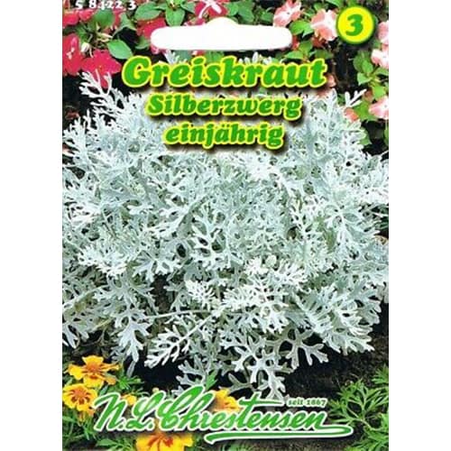 Starček strieborný obrázok 1 artikel 87817