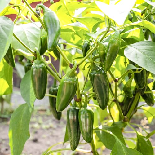 Štipľavá paprika Cancan obrázok 1 artikel 50068