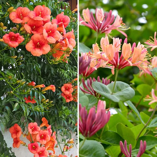 Super ponuka! Dekoratívne liány, Sada 2 odrôd obrázok 1 artikel 4817