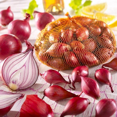 Super ponuka! Dvojfarebná hortenzia, súprava 2 odrôd obrázok 1 artikel 76709