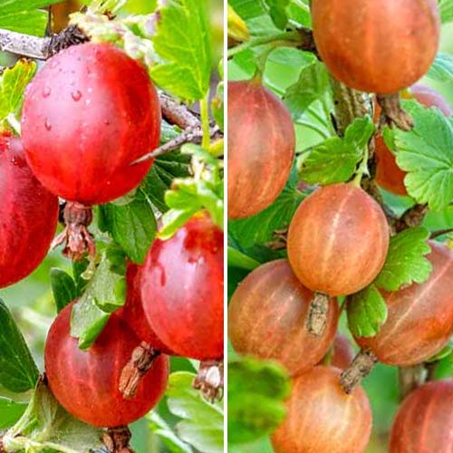 Super ponuka! Egreš bez tŕňov, 2 sadenice obrázok 1 artikel 8042