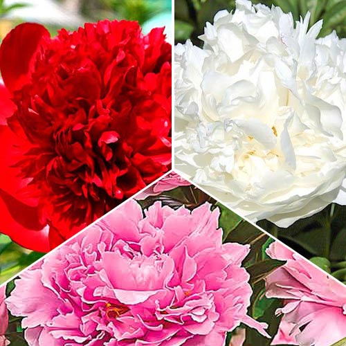 Super ponuka! Froté pivonka, mix obrázok 1 artikel 76507