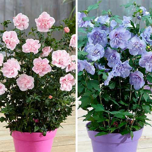 Super ponuka! Kolekcia ibištekov z 2 odrôd obrázok 1 artikel 76661