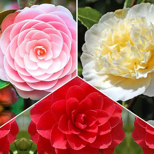 Super ponuka! Kolekcia kamélií z 3 odrôd obrázok 1 artikel 76659