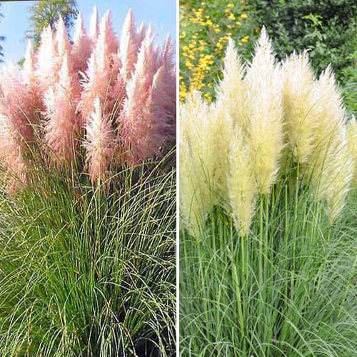 Super ponuka! Pampová tráva, Sada 2 sadeníc obrázok 1 artikel 5448
