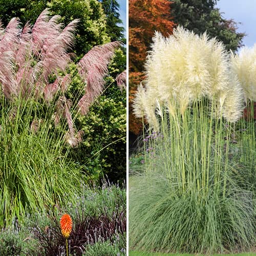 Super ponuka! Pampová tráva, Sada 2 sadeníc obrázok 1 artikel 5420