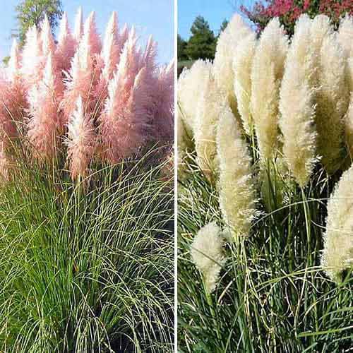 Super ponuka! Pampová tráva, zmes farieb  obrázok 1 artikel 76680