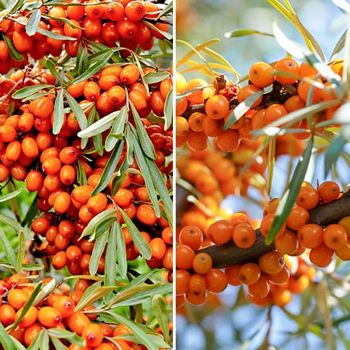 Super ponuka! Rakytník rešetliakový- 2 sadenice obrázok 1 artikel 5860