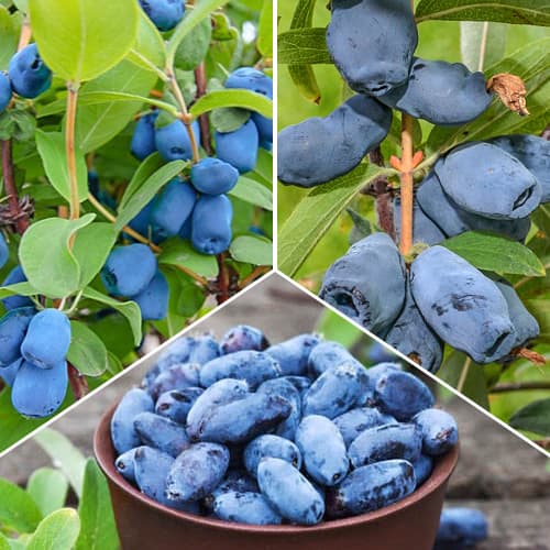 Super ponuka! Sada 3 sadeníc Zimolezu obrázok 1 artikel 1589