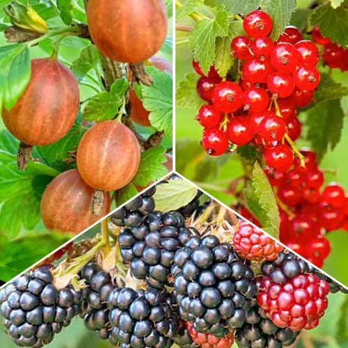 Super ponuka! Sada bobuľová Multivitamín z 3 odrôd obrázok 1 artikel 5848