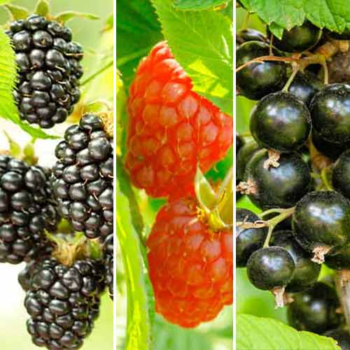 Super ponuka! Sada Bobuľový koktail z 3 odrôd obrázok 1 artikel 5847