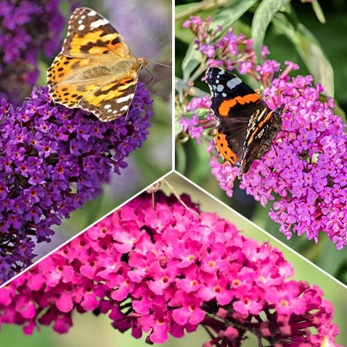 Super ponuka! Sada Budlea Davidova - 3 sadenice obrázok 1 artikel 2032