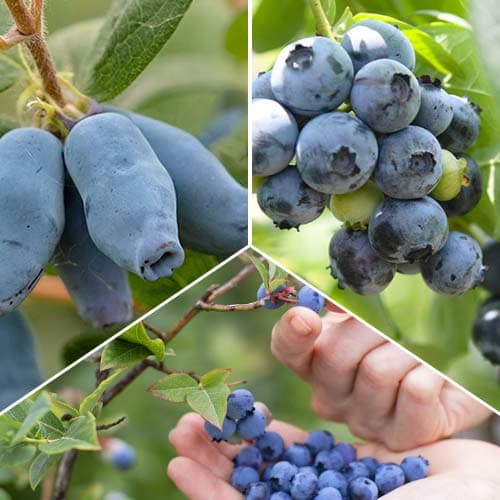 Super ponuka! Sada Lahodné ovocie - 3 sadenice obrázok 1 artikel 9338