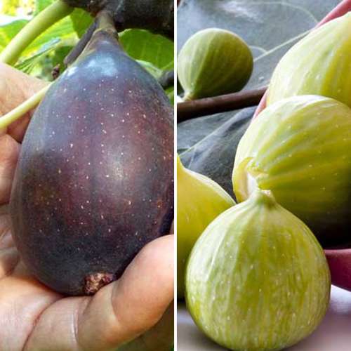 Super ponuka! Sada Fikusov, 2 sadenice obrázok 1 artikel 4880