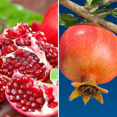 Super ponuka! Sada Granát Duo, 2 sadenice obrázok 1 artikel 4879