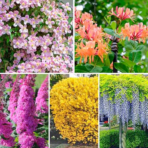 Super ponuka! Sada Kvitnúci živý plot - 5 sadenice obrázok 1 artikel 4815
