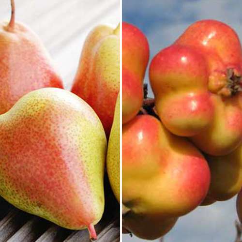 Super ponuka! Sada Lahodné ovocie, 2 sadenice obrázok 1 artikel 4875