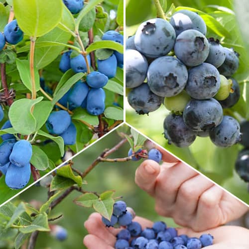 Super ponuka! Sada Lahodné ovocie - 3 sadenice obrázok 1 artikel 1588