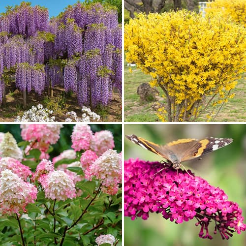 Super ponuka! Sada Letná kolekcia - 4 sadenice obrázok 1 artikel 9674