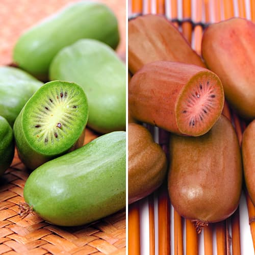 Super ponuka! Sada minikiwi Duo obrázok 1 artikel 9337