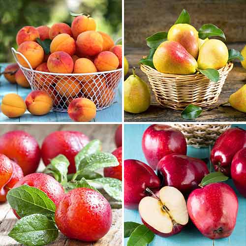 Super ponuka! Sada ovocných produktov, 4 sadenice obrázok 1 artikel 5873