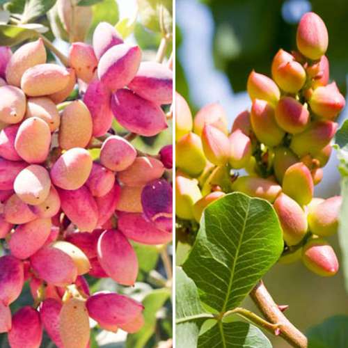 Super ponuka! Sada Pistácií, 2 sadenice obrázok 1 artikel 4883