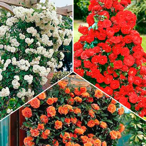 Super ponuka! Sada popínavých ruží Trio, 3 sadenice obrázok 1 artikel 3647