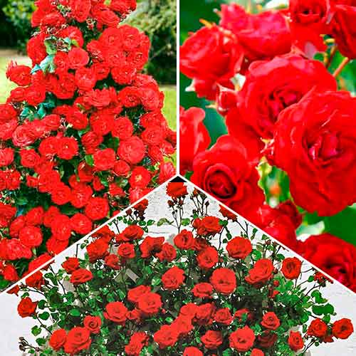 Super ponuka! Sada ruží Magic of Fire, sada 3 sadeníc obrázok 1 artikel 5211