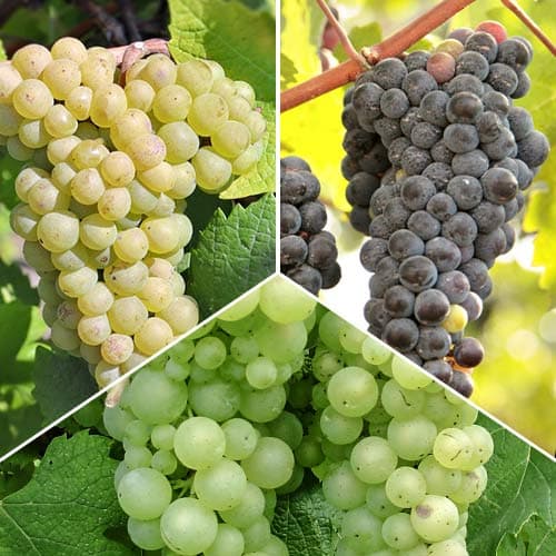 Super ponuka! Sada Top viniča, 3 sadenice obrázok 1 artikel 4908