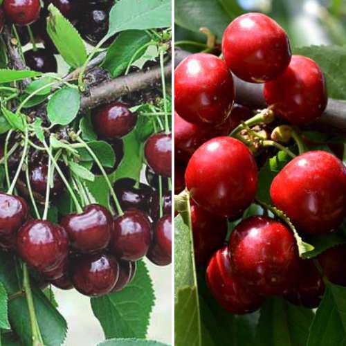 Super ponuka! Sada Úrodné leto, 2 sadenice obrázok 1 artikel 4874