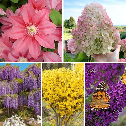 Super ponuka! Sada Viacročná záhrada - 5 sadenice obrázok 1 artikel 9673