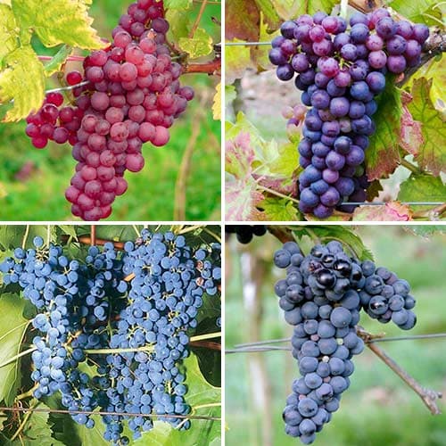 Super ponuka! Sada viniča Excellence, 4 sadenice obrázok 1 artikel 4905