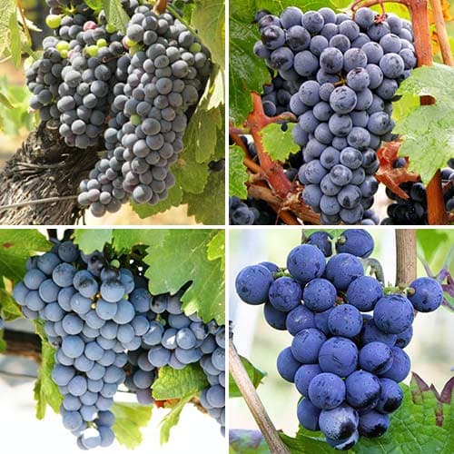 Super ponuka! Sada Winne viniča, 4 sadenice artikel fotografia 1 Super ponuka! Sada Winne viniča, 4 sadenice obrázok 1 artikel 4907