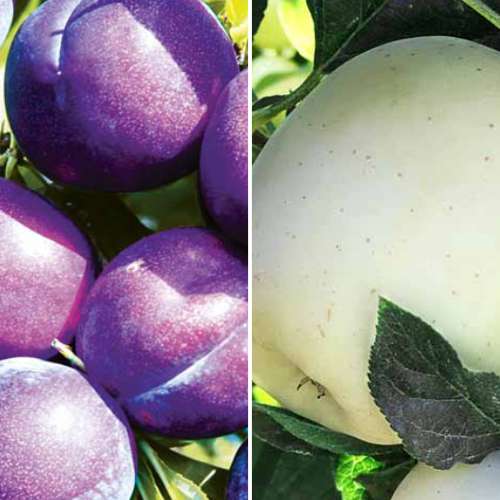 Super ponuka! Sada Záhrada pri dvore, 2 sadenice obrázok 1 artikel 4876