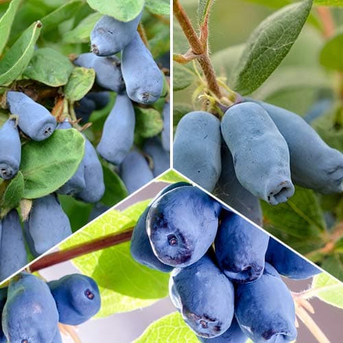 Super ponuka! Sada 3 sadeníc Zimolezu obrázok 1 artikel 5864