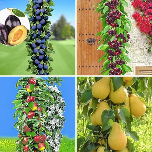 Super ponuka! Sadová Súprava, 4 stromy obrázok 1 artikel 1955