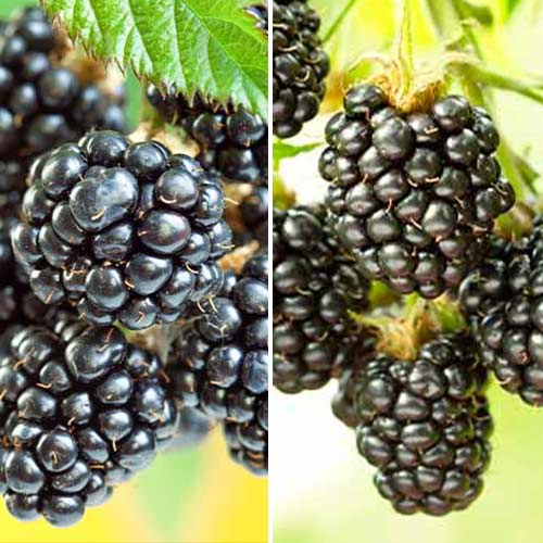 Super ponuka! Set Ostružinový duet, 2 sadenice obrázok 1 artikel 5390