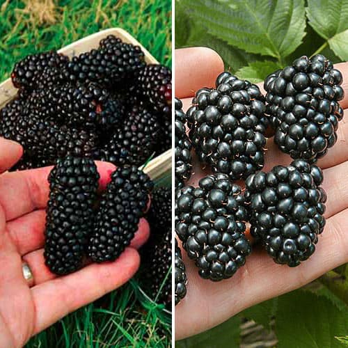 Super ponuka! Set Ostružinový duet, 2 sadenice obrázok 1 artikel 4914