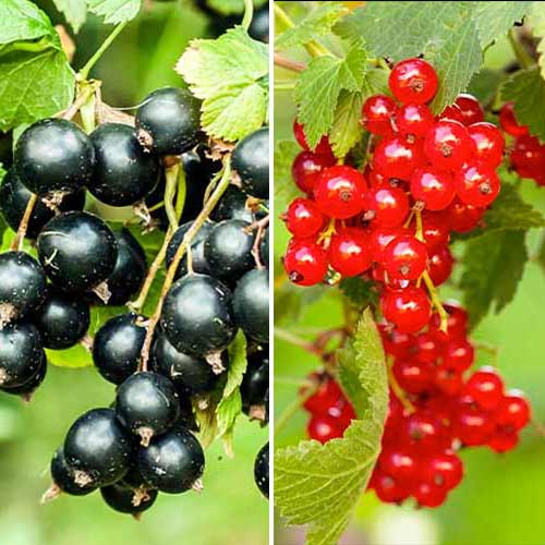 Super ponuka! Set Ríbezľový duet, 2 sadenice obrázok 1 artikel 5849