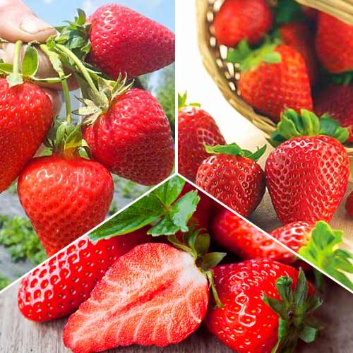 Super ponuka! Superrenováčna sada - 3 odrody jahôd obrázok 1 artikel 5416