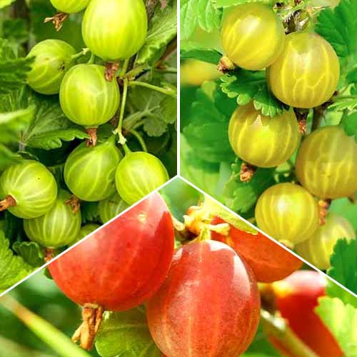 Super ponuka! Súprava Egrešové trio, 3 sadenice obrázok 1 artikel 5846