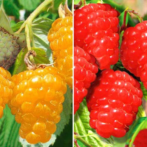 Super ponuka! Súprava Exotická malina, 2 sadenice obrázok 1 artikel 7586