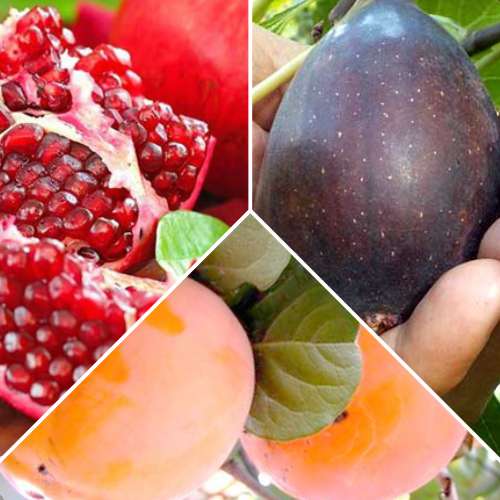 Super ponuka! Súprava Exotické ovocie, 3 sadenice obrázok 1 artikel 4878