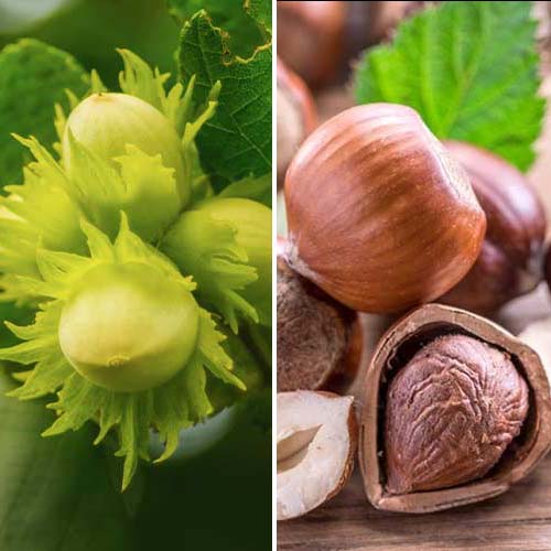 Super ponuka! Súprava lieskových orieškov Duo, 2 sadenice obrázok 1 artikel 4948