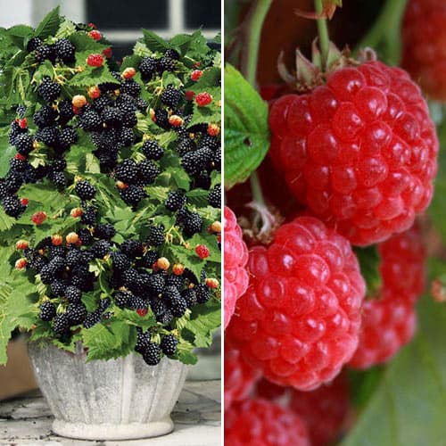 Super ponuka! Súprava Malina a ostružina, 2 sadenice obrázok 1 artikel 4918