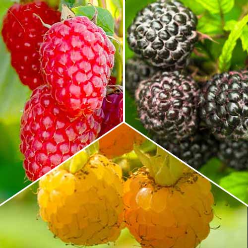 Super ponuka! Súprava Malinové trio, 3 sadenice obrázok 1 artikel 8041