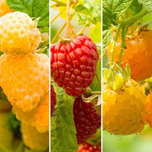 Super ponuka! Súprava opakujúcich sa malín Gigant, 3 sadenice obrázok 1 artikel 5844