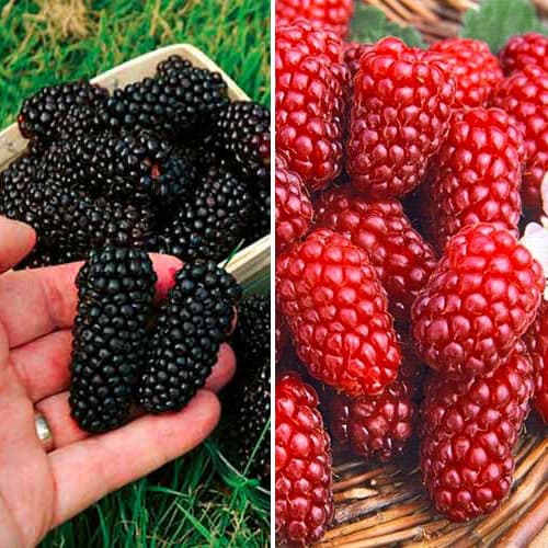 Super ponuka! Súprava Ostružina a malina, 2 sadenice obrázok 1 artikel 4915